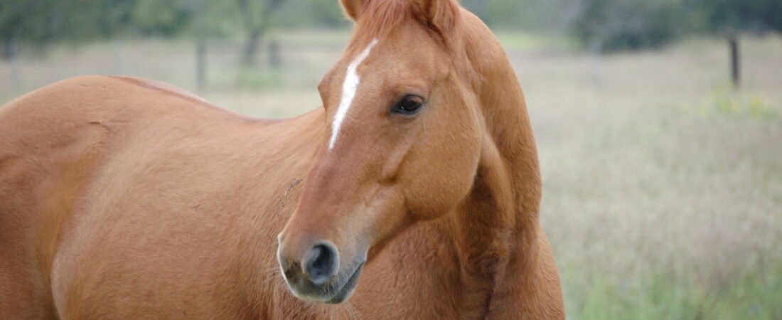 Unlocking Your Horse’s Potential with All-Natural Supplements
